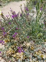 Astragalus lentiginosus variabilis