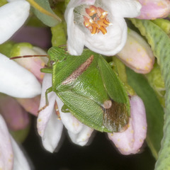 Ocirrhoe unimaculata