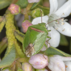 Ocirrhoe unimaculata