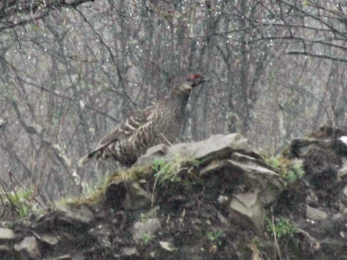 Chestnut-throated Monal-Partridge (Tetraophasis obscurus), photo 2