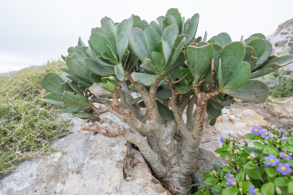 Kalanchoe robusta