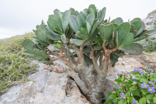 Kalanchoe robusta Balf.fil.