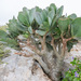 Kalanchoe robusta - Photo 由 Morten Ross 所上傳的 (c) Morten Ross，保留部份權利CC BY-NC