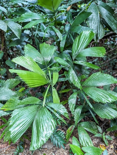Reinhardtia gracilis, photograph 3