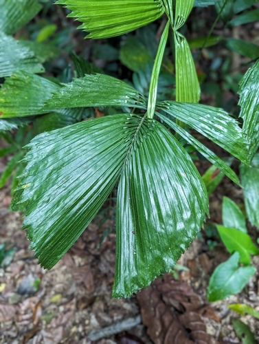 Reinhardtia gracilis, photograph 4