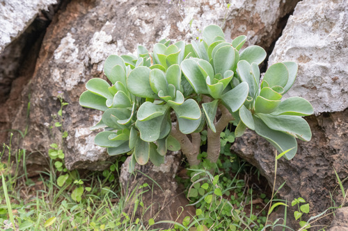 Paddle plant (Kalanchoe robusta)