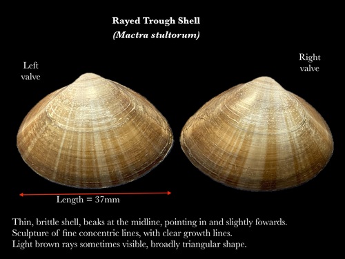 Rayed Trough Shell