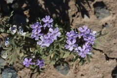 Glandularia latilobata