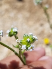 Cryptantha pterocarya