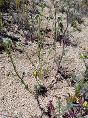 Cryptantha pterocarya