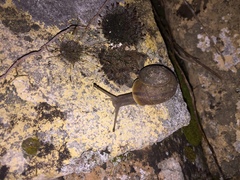 Josephinella subzonata
