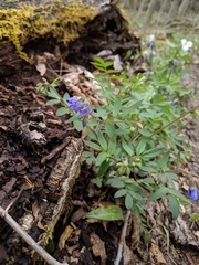 Polemonium reptans villosum