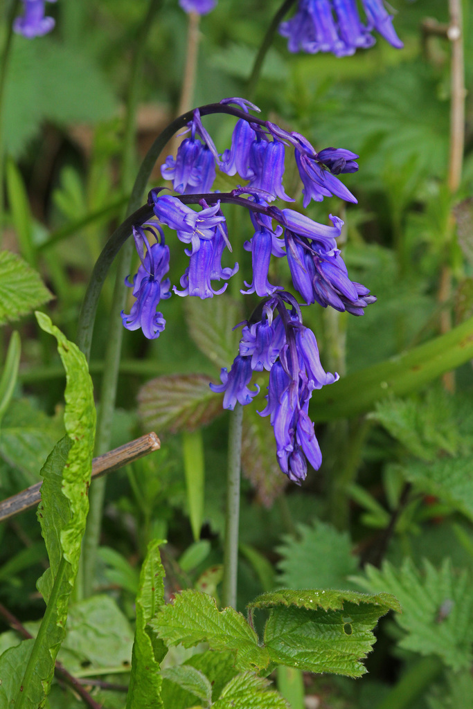 Bluebells