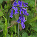 Hyacinthoides - Photo (c) Paul Lewis, μερικά δικαιώματα διατηρούνται (CC BY-NC), uploaded by Paul Lewis