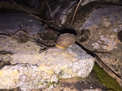 Josephinella subzonata