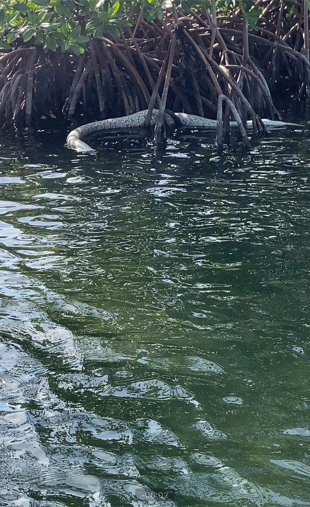 Burmese Python from Biscayne National Park, Homestead, FL, US on ...