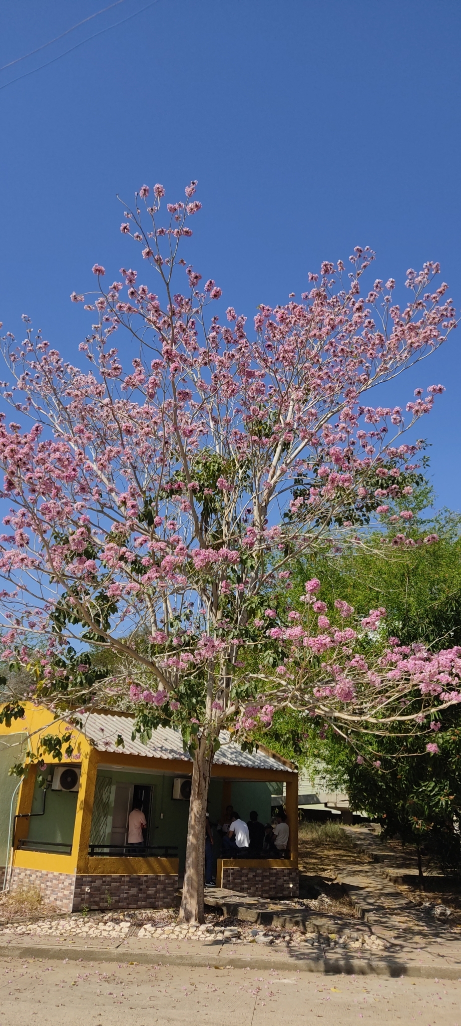 Imagem de Ipê Rosa