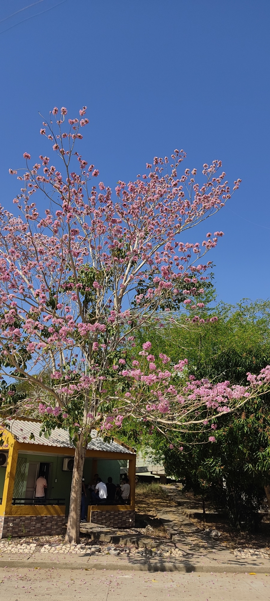 Imagem de Ipê Rosa