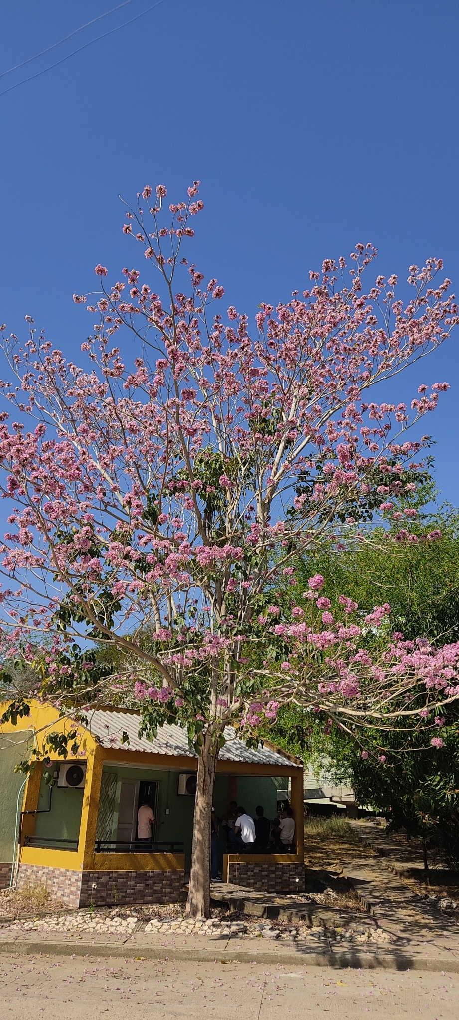 Imagem de Ipê Rosa