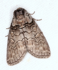 Discophlebia celaena