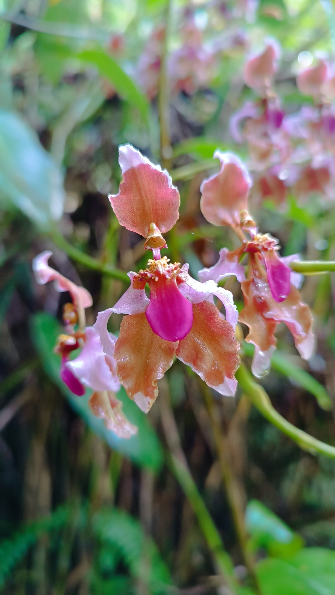 Cyrtochilum volubile Poepp. & Endl. 3