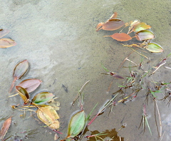 Potamogeton polygonifolius