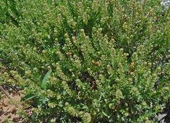 Lepidium oblongum