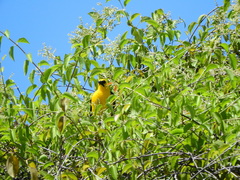 Gymnomystax mexicanus