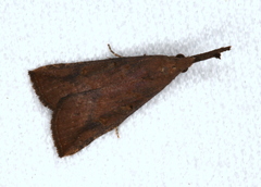 Hypena subvittalis