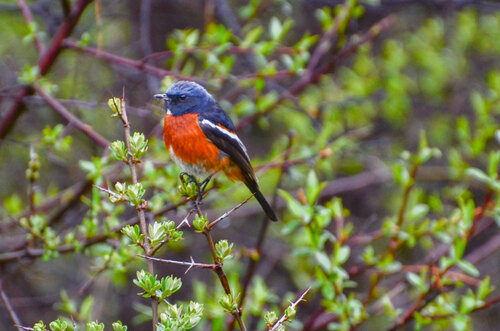 White-throated Redstart (Phoenicurus schisticeps), photo 9