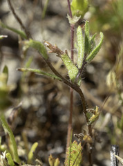 Layia pentachaeta albida