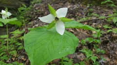Trillium simile