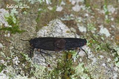 Acraephia perspicillata