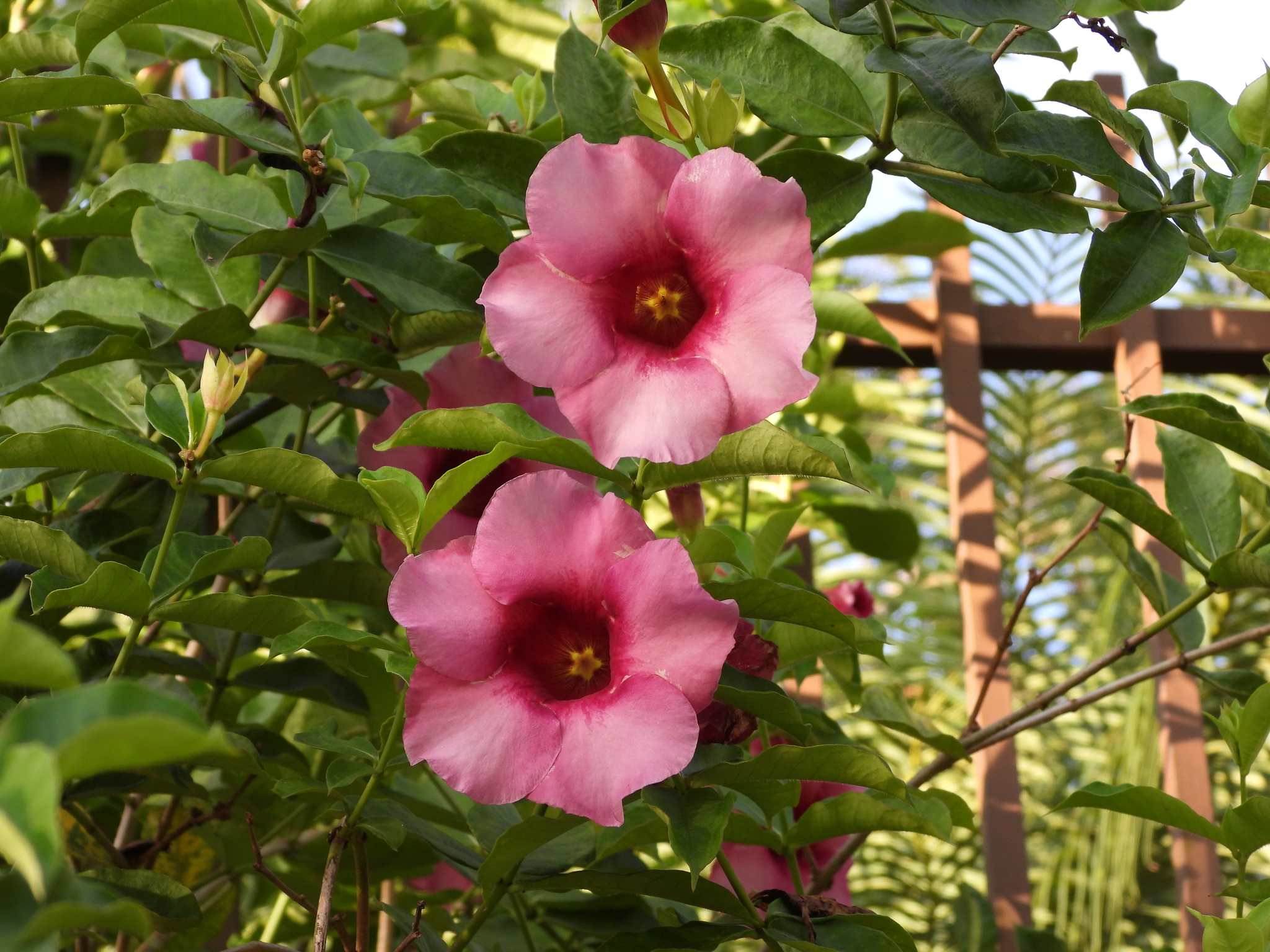 Imagem de Alamanda-roxa