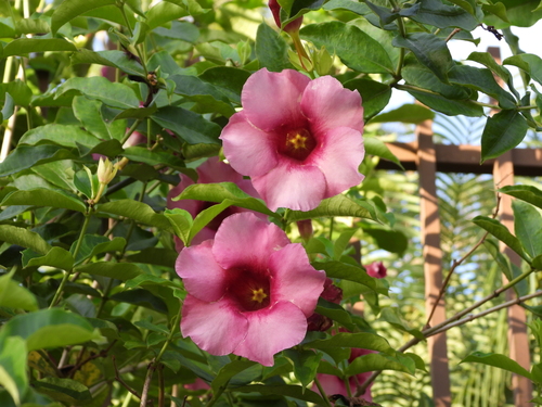 Foto de Alamanda-roxa