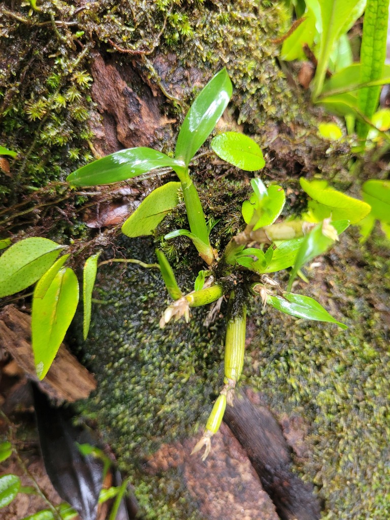 Scaphyglottis sickii