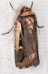 Proteuxoa tortisigna