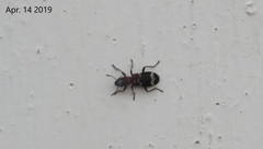 Thanasimus substriatus