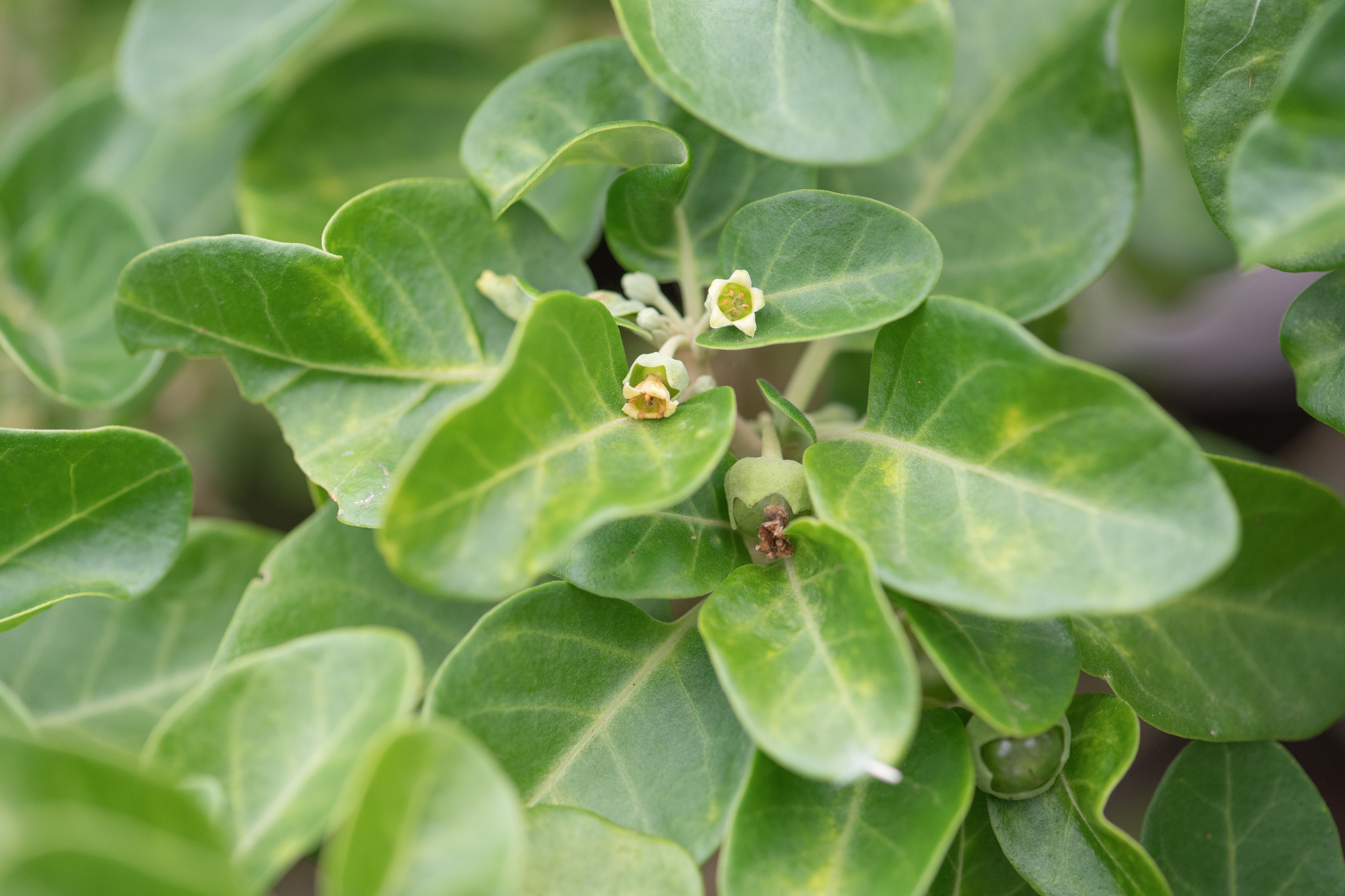 Withania adunensis