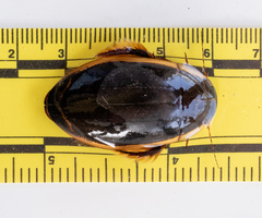 Dytiscus verticalis