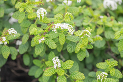 Balfour's heliotrope (Heliotropium balfourii)