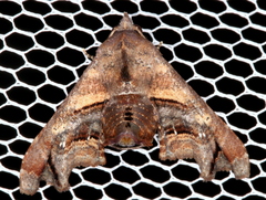 Targalla plumbea