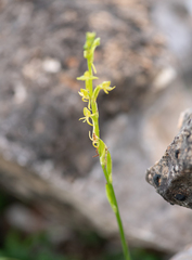 Habenaria socotrana, photograph (c) Morten Ross, some rights reserved (CC BY)