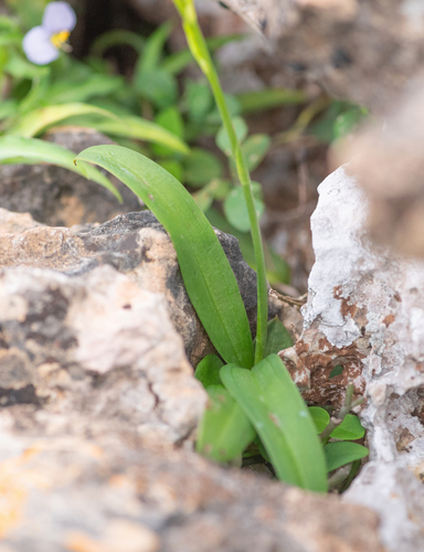Habenaria socotrana, photograph 6