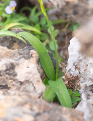 Habenaria socotrana, photograph (c) Morten Ross, some rights reserved (CC BY)