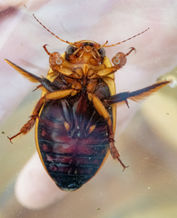 Dytiscus verticalis