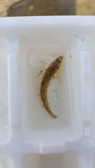 Etheostoma