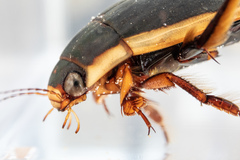 Dytiscus verticalis