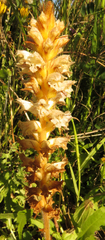 Orobanche minor