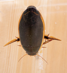 Dytiscus verticalis